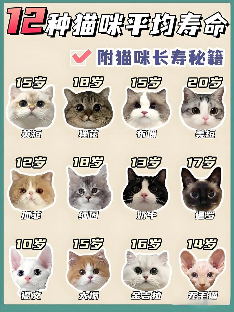 猫咪能活多少年?