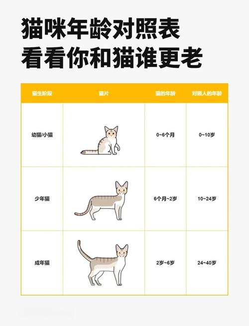 猫的寿命一般有多少年?