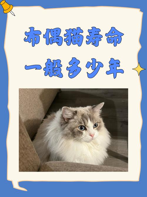 猫咪一般能活多少年?