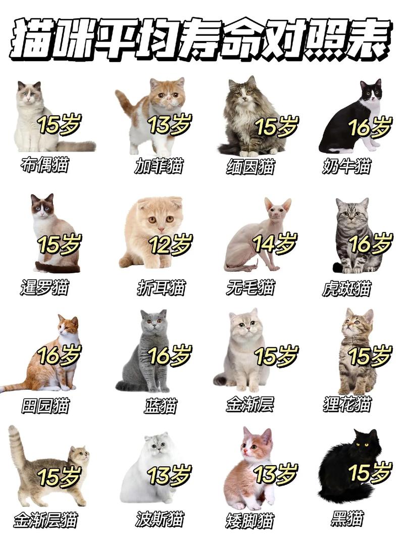猫咪的寿命是多少年