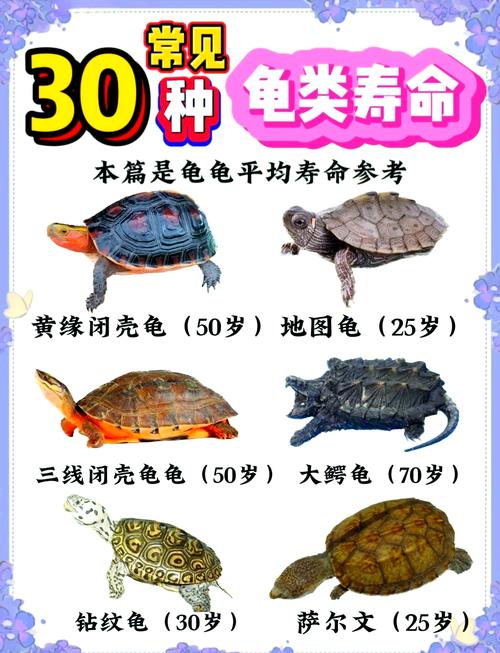 乌龟的寿命一般有多久?