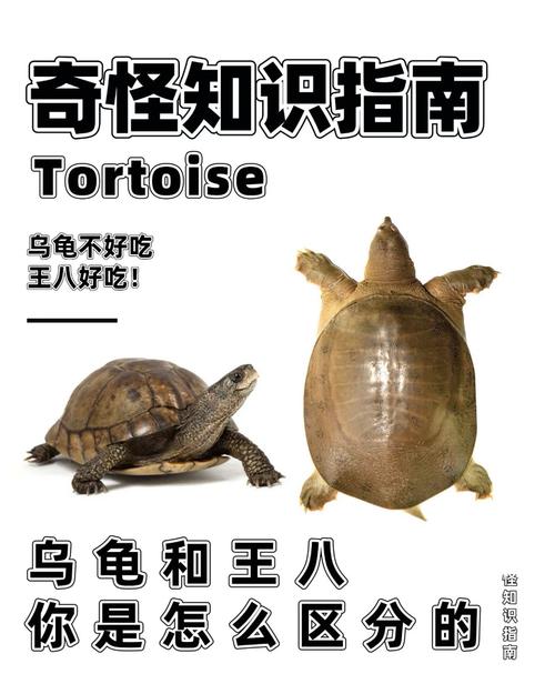乌龟能活1000年吗?