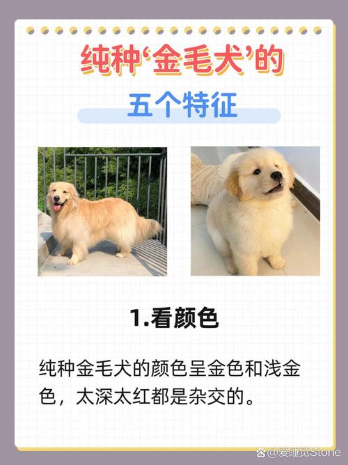 什么是金毛串串