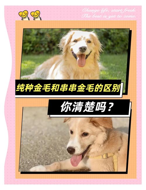 金毛犬为什么是串串狗狗