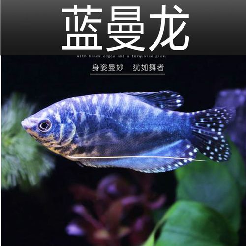 我的蓝曼龙是一公一母吗,其中一个总是追着一个咬?