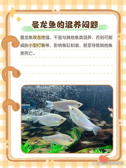 曼龙鱼为什么不建议养?