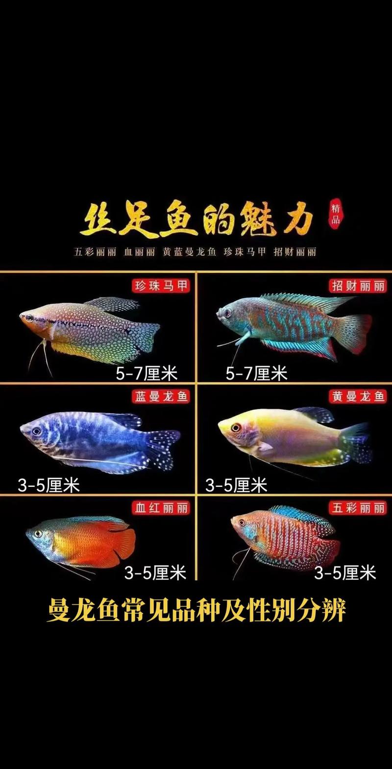曼龙鱼吃小鱼吗,喜欢吃什么食物