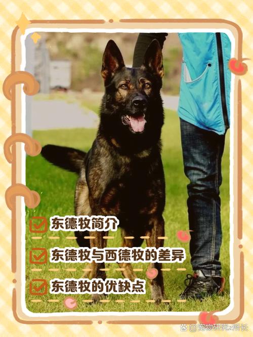 东德牧羊犬多少钱一只?