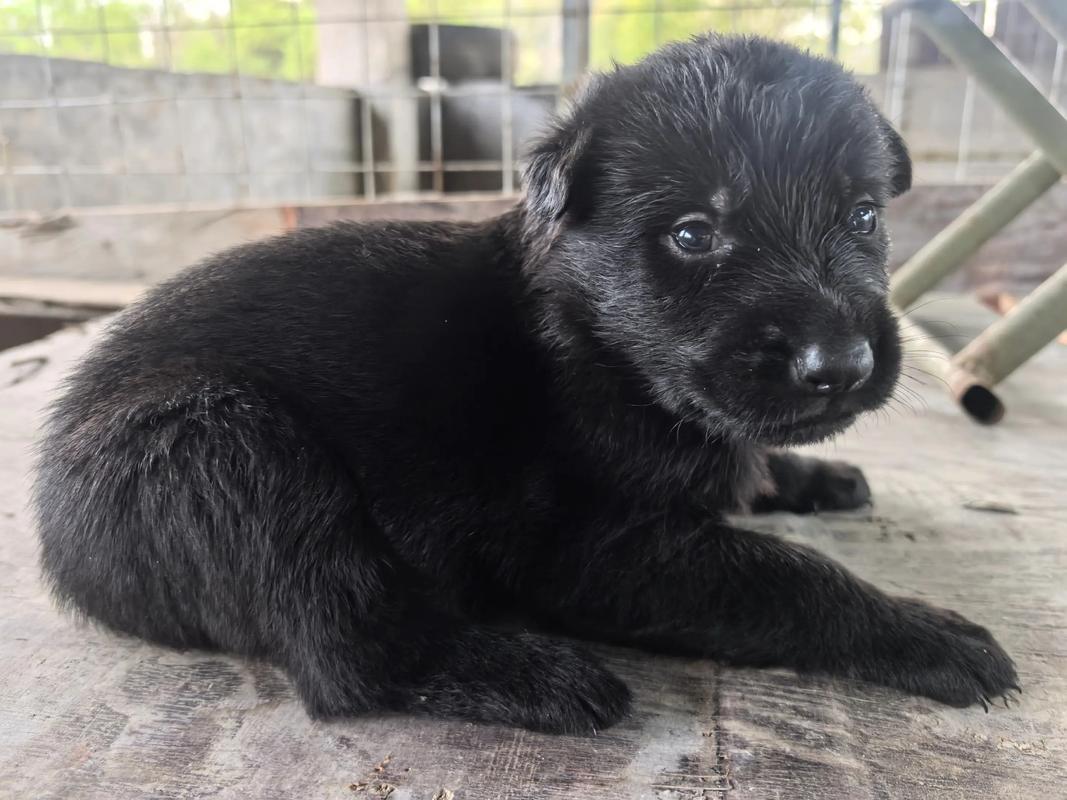东德牧羊犬为什么那么贵?
