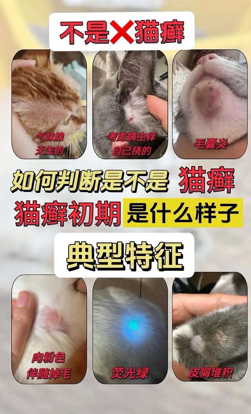 猫藓初期症状