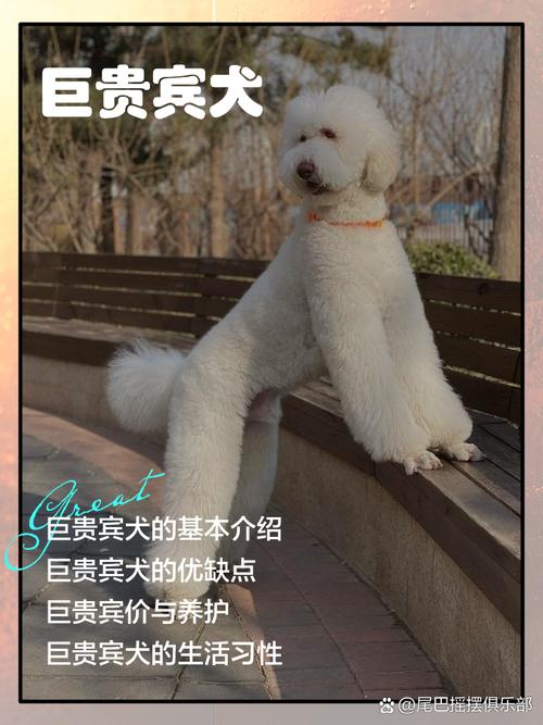 七个月泰迪还会长大么?