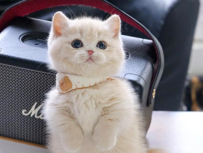 乳色矮脚猫眼睛是什么颜色?