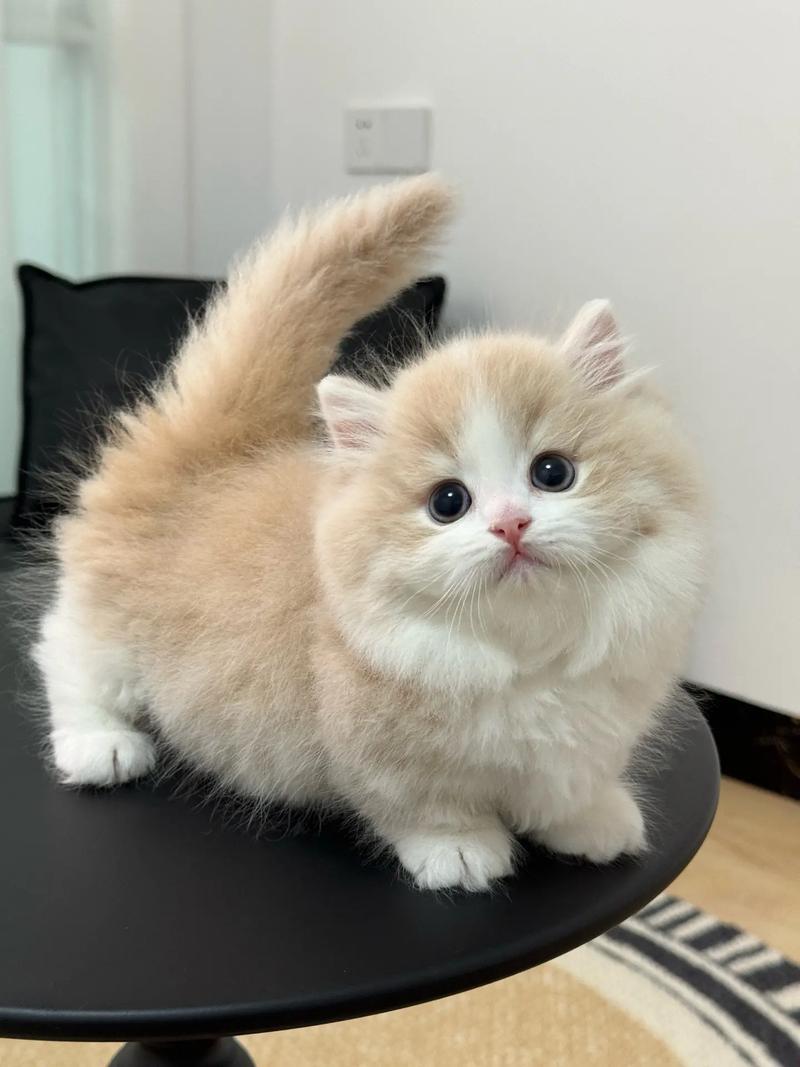 矮脚美短虎斑猫多少钱一只