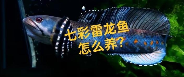 阿萨姆奶茶雷龙鱼不吃食物