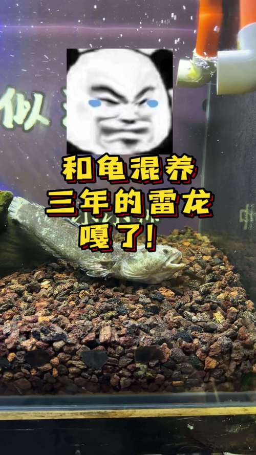 雷龙突然不吃食了缩尾不动了