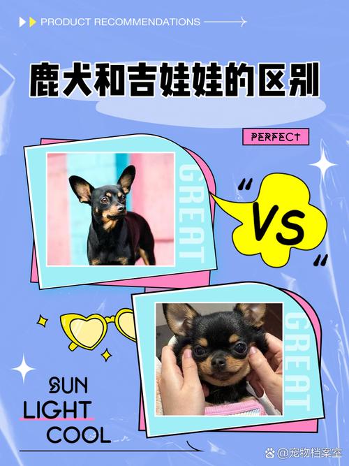 吉娃娃和小鹿犬有何区别呢?