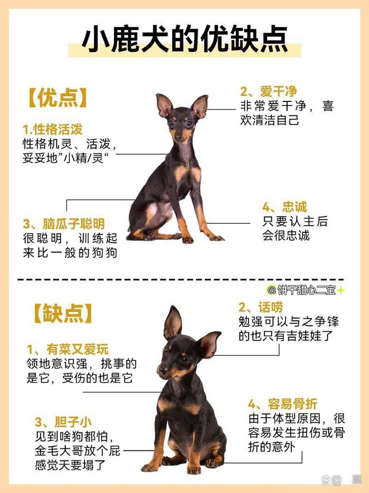 吉娃娃和小鹿犬养哪种好?