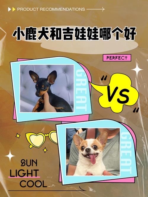 小鹿犬和吉娃娃哪一个好养些