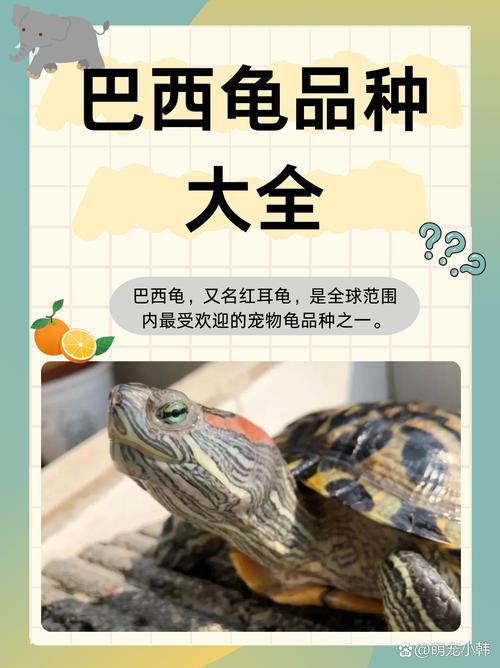 前十
养不死的龟