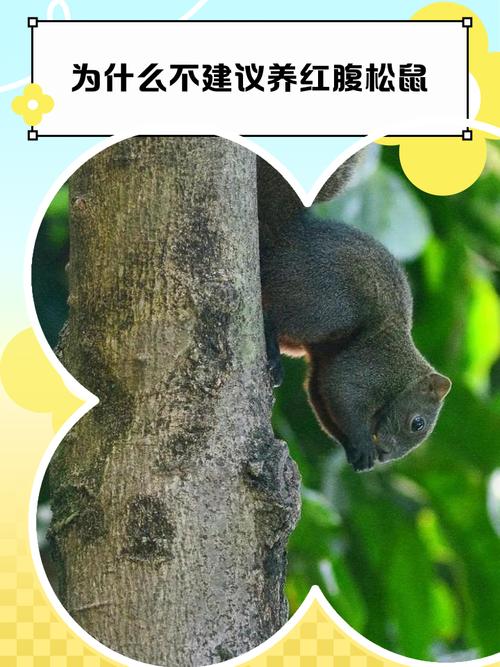 为什么不建议养红腹松鼠