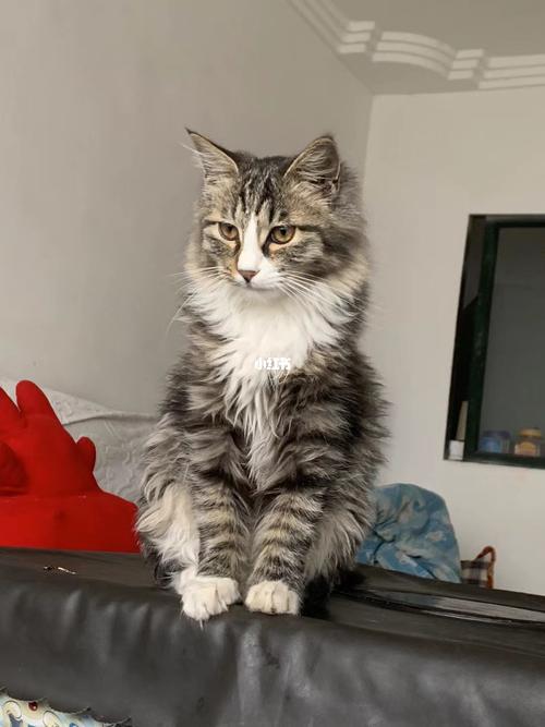 狸花猫掉毛厉害怎么办?