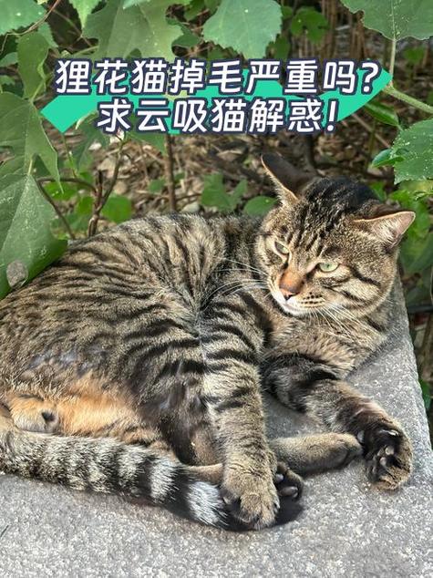 狸花猫掉毛很厉害是为什么?