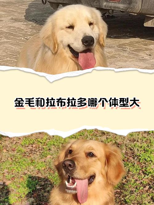 金毛和拉布拉多哪个体型大
