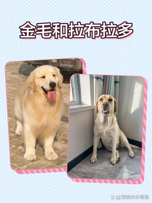 金毛和拉布拉多哪个大
