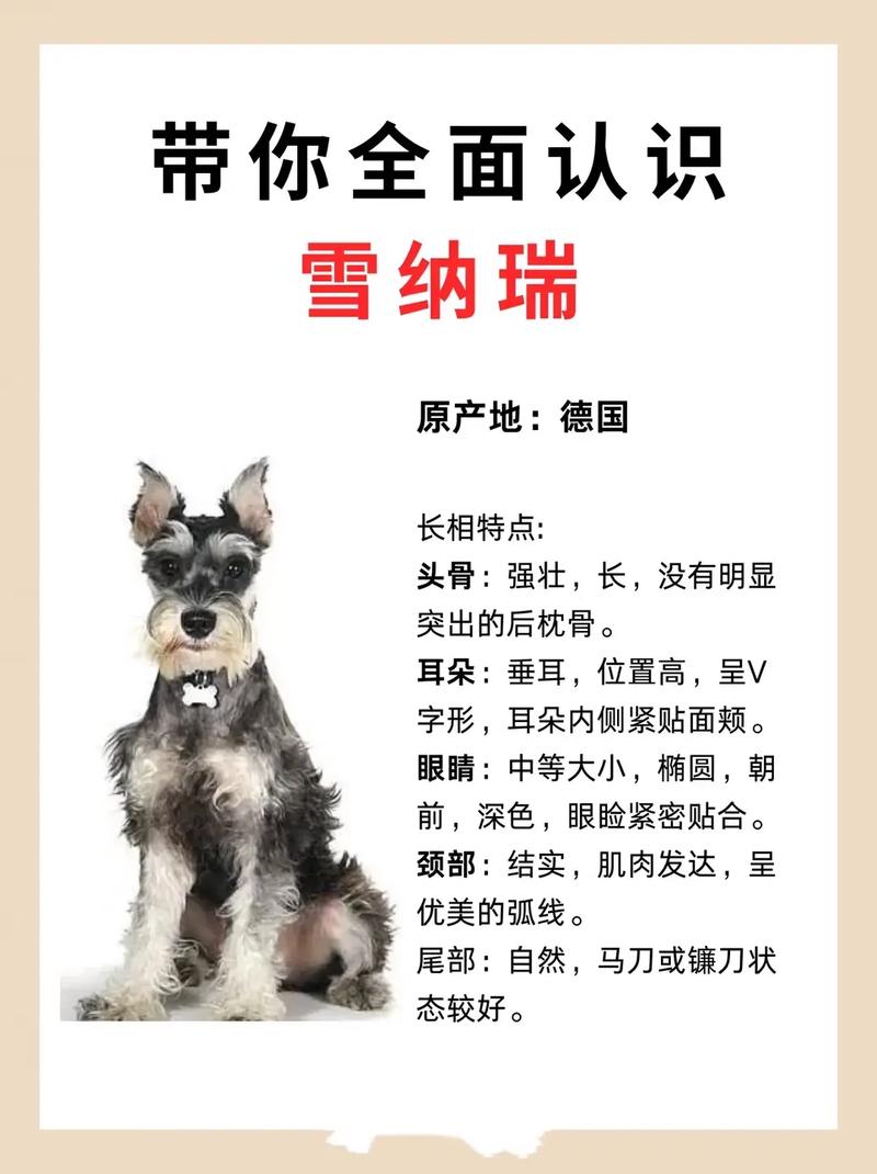 雪纳瑞的问题,宠物达人进