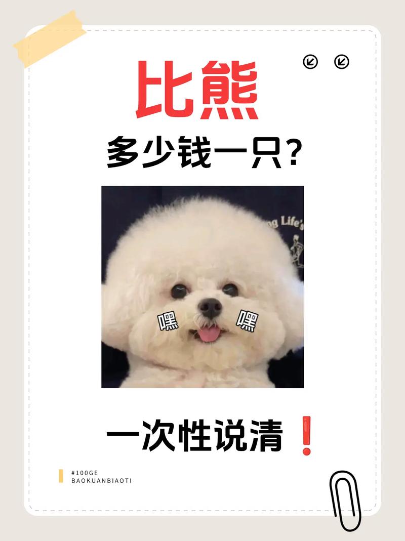 比熊犬最新费用
是多少啊?