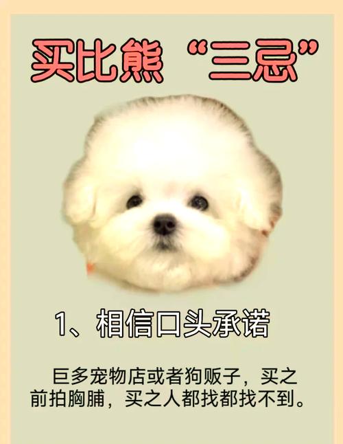 比熊犬买一只多少钱