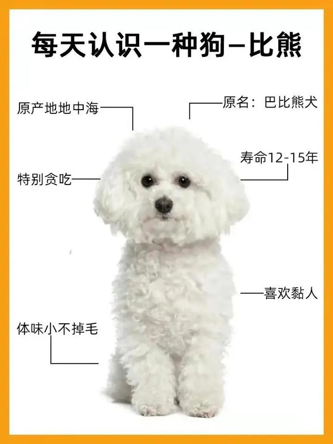 纯种比熊犬多少钱一只
