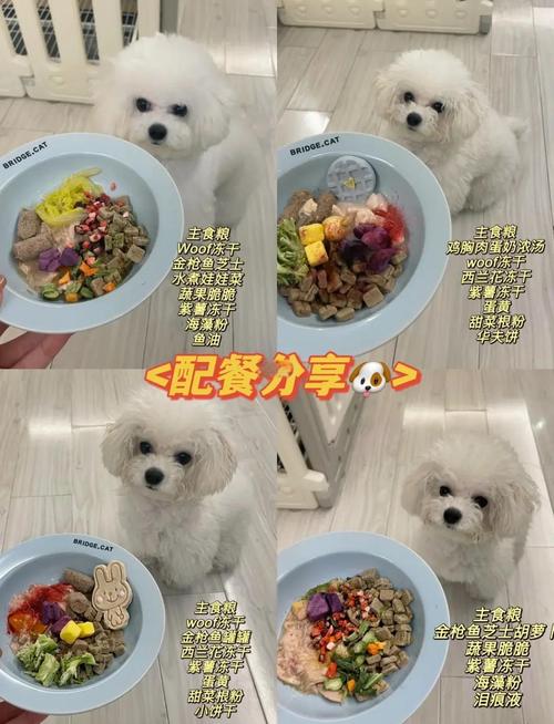 比熊犬喜欢吃什么食物