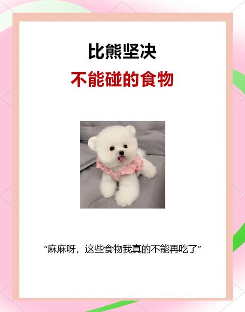 比熊犬吃什么食物