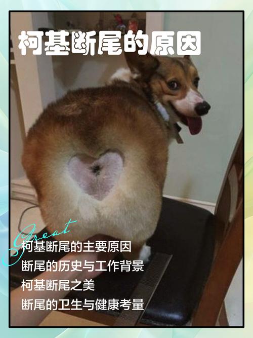 柯基尾巴是天生断的吗柯基为什么断尾