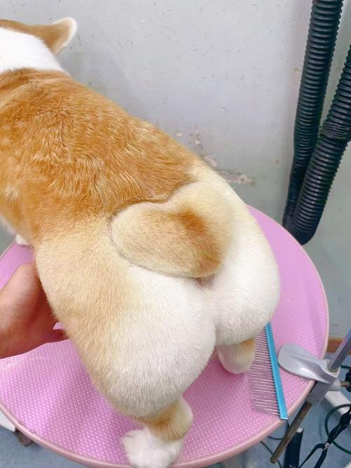 为什么柯基的尾巴很短?
