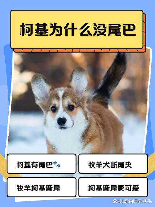 柯基犬为什么没有尾巴