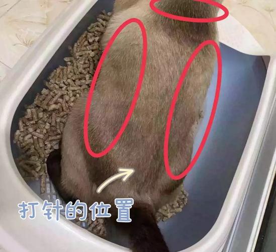 猫打疫苗免疫传腹