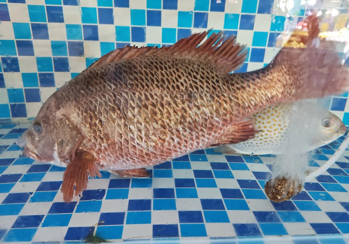 红笛鲷的常见俗名有哪些?