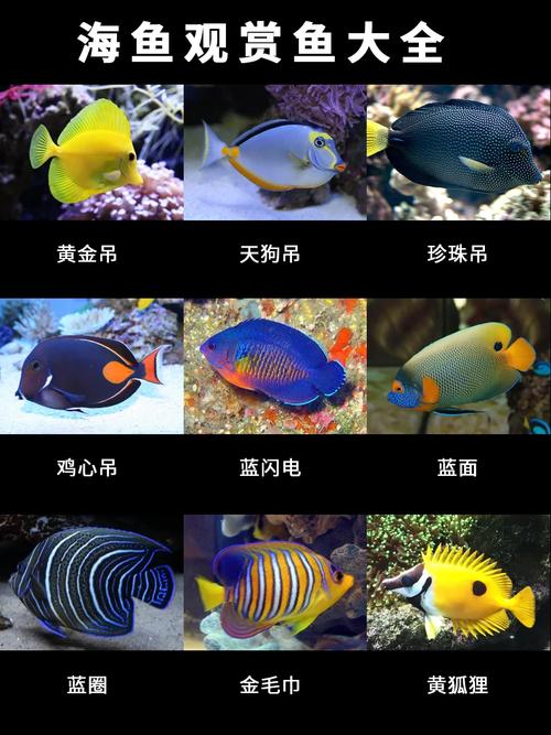 海水观赏鱼图鉴1000种