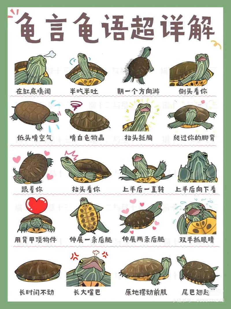 养金线龟应放多少水和怎样预防龟烂甲?
