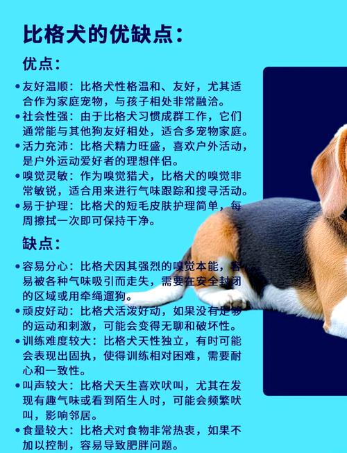 比格犬认主人吗