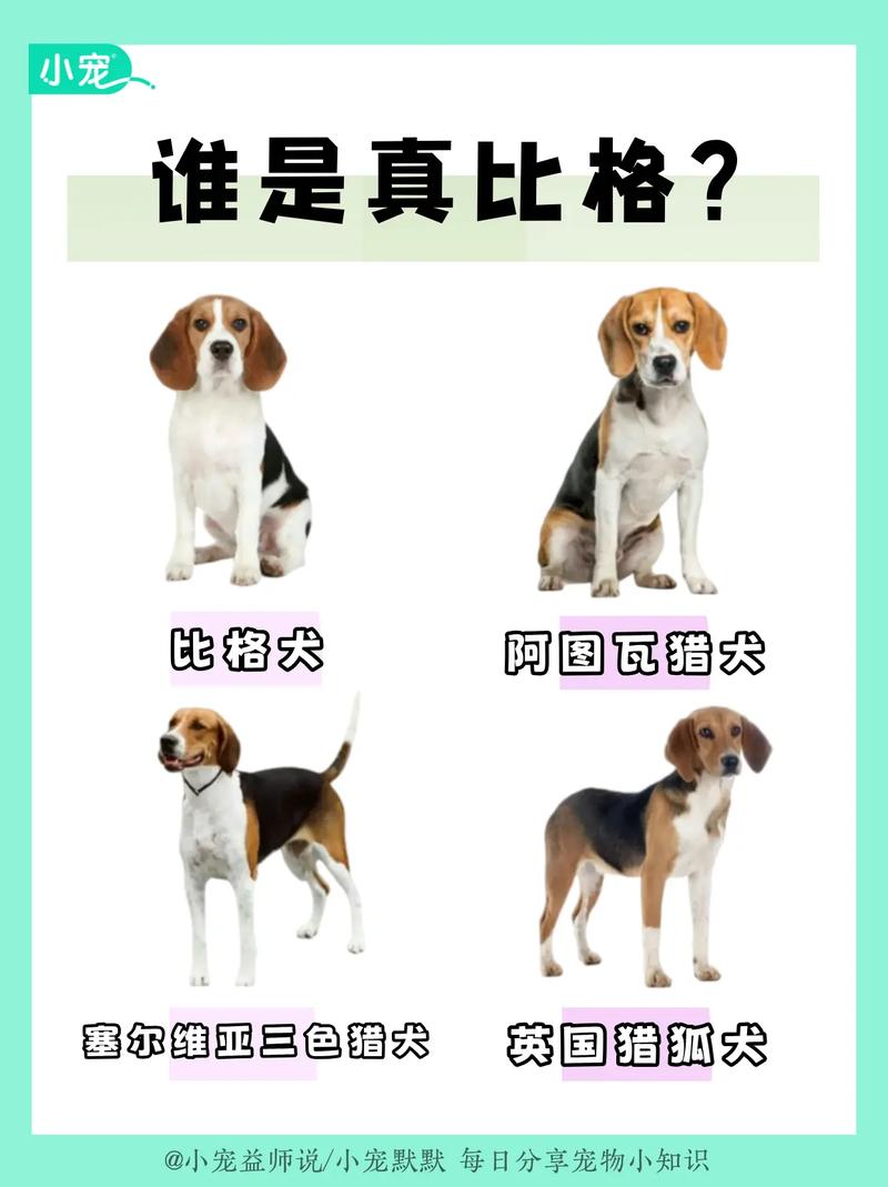 比格犬几个月才认主人