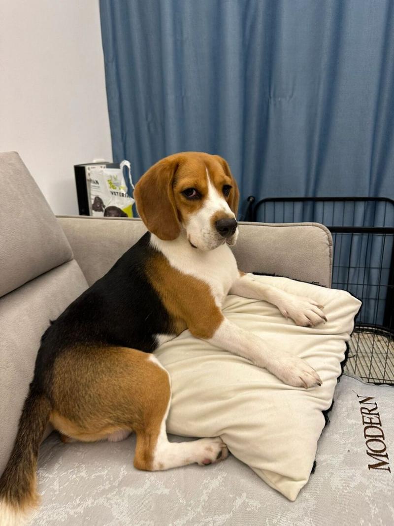 成年比格犬还认新主人吗