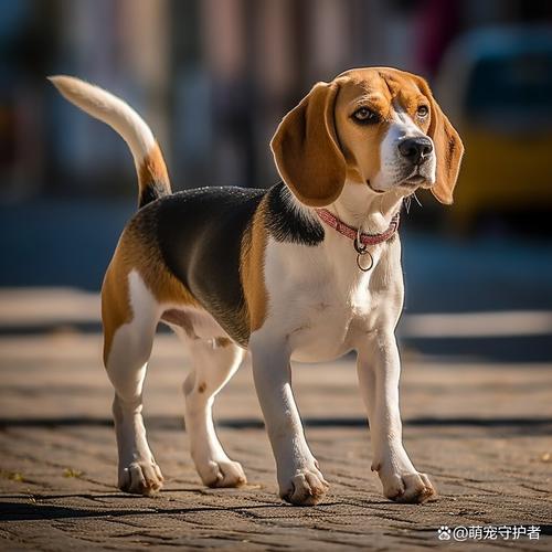 比格犬一生认几个主人