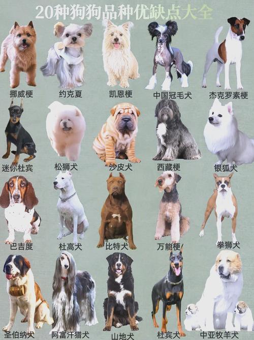 单层被毛的犬种有哪些