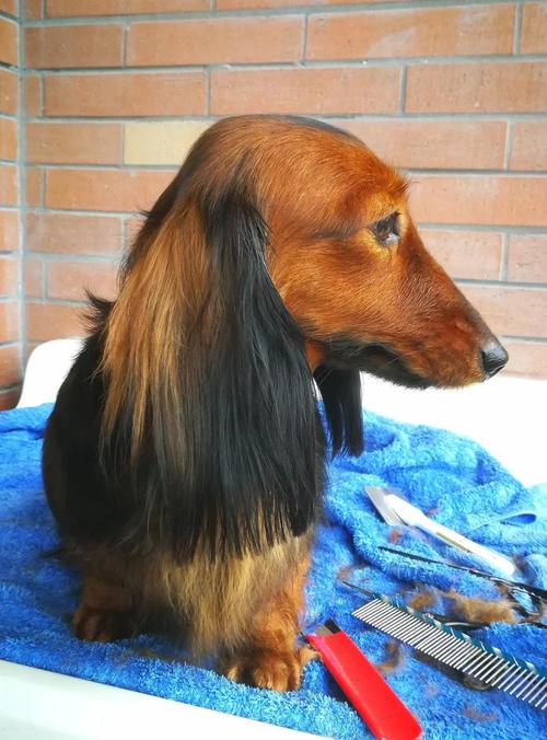 挪威牧羊犬毛发变粗硬是怎么回事?