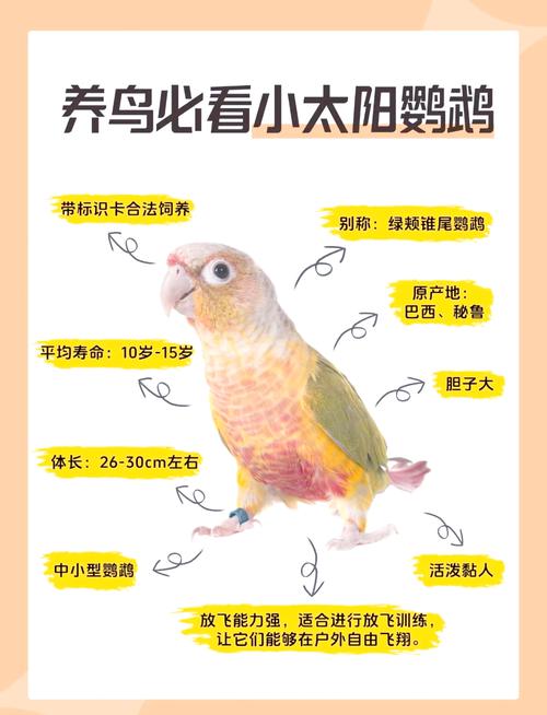 红腹锥尾鹦鹉指名亚种基本信息