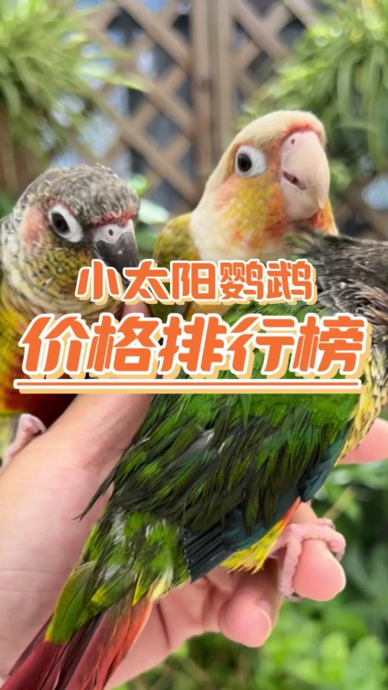 小太阳鹦鹉2024年费用
