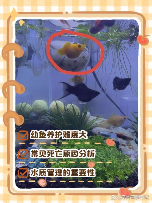 玛丽球鱼生的小鱼怎么养